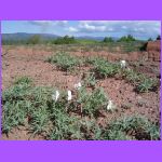 Flowers Growing in Adobe 2.jpg